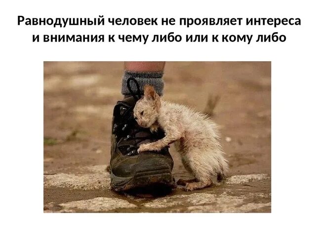 К чему можно быть равнодушным. Почему плохо быть равнодушным. равнодушие картинки. жестокость презентация.