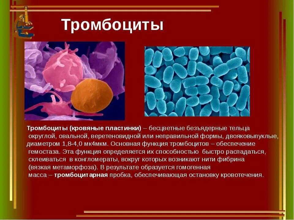 Функции тромбоцитов кратко. Тромбоциты —кровяные пластины. форма клетки тромбоцитов у человека. тромбоциты цвет и функции. какого цвета тромбоциты крови человека.