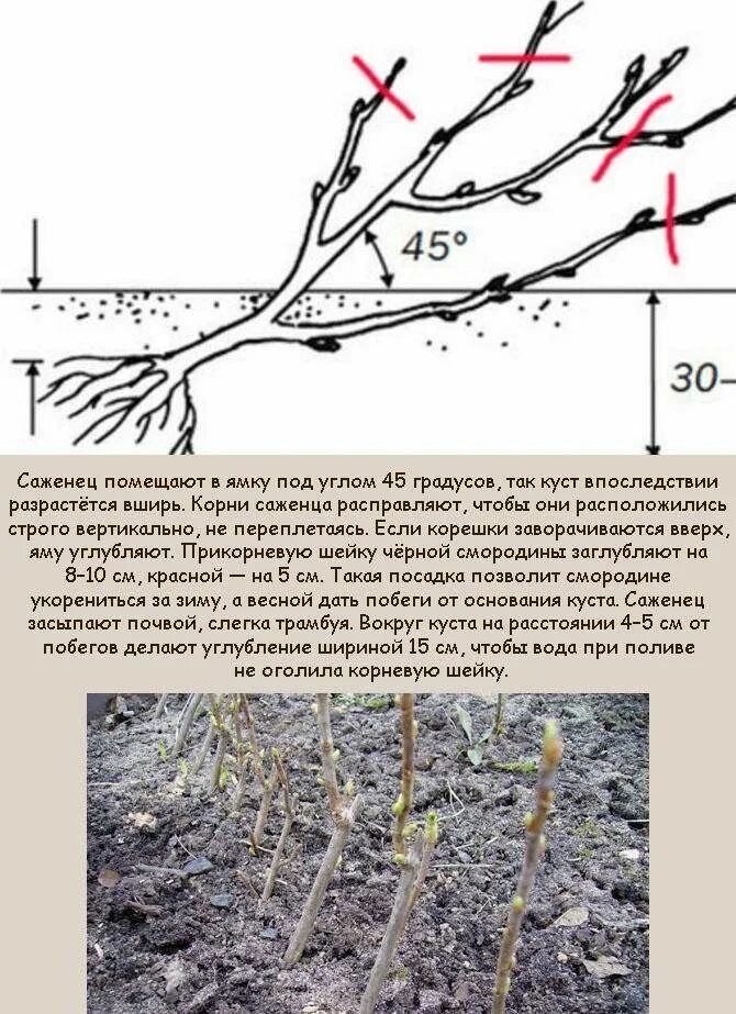 Когда можно сажать смородину весной. Схема посадки черной смородины осенью. Обрезка саженцев смородины весною. Посадка саженцащ черной смор. Посадка саженцев смородины весной.