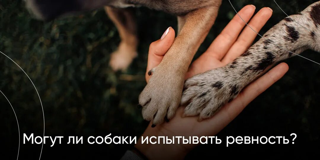 собака ревнует хозяина к попугаю. собака ревнует. какая порода собаки не будет ревновать к коту. ревность собаки. собака ревнует.