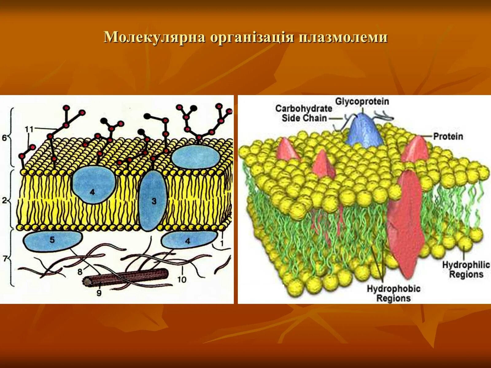 Цитолемма это. Цитолемма рисунок. Плазмалемме. Плазмолема таркиби. Оболочка примыкает к плазмолеме.