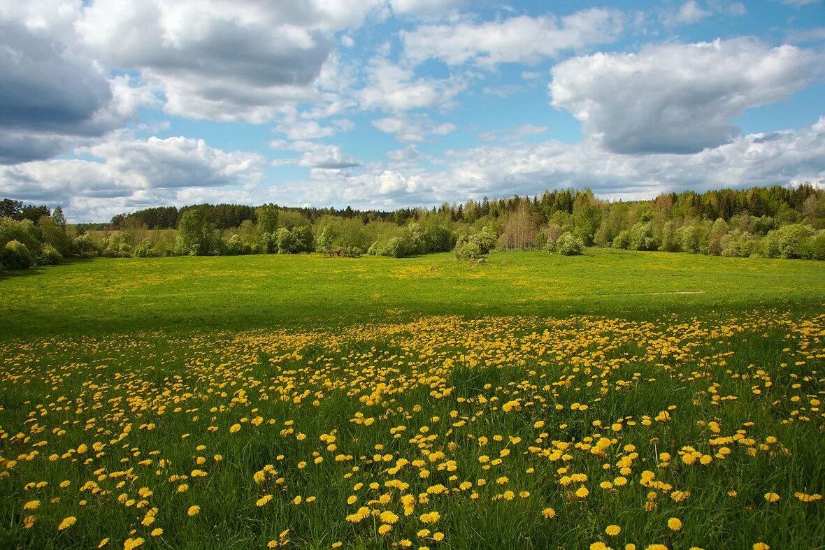 Поле весной картинки. Айша Зеленодольский район поле одуванчиков. Луг весной. Красивое поле. Лето поле.
