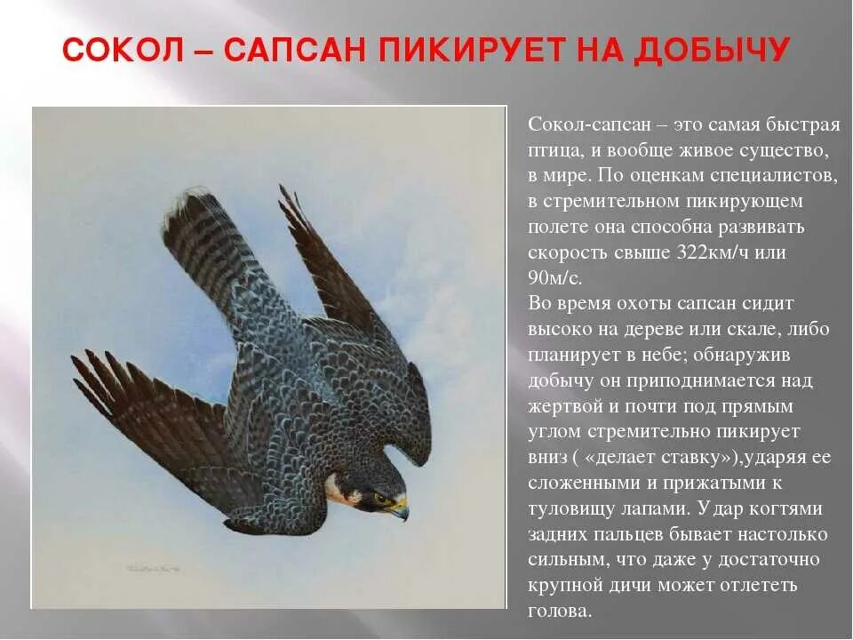 Краткое содержание сапсана