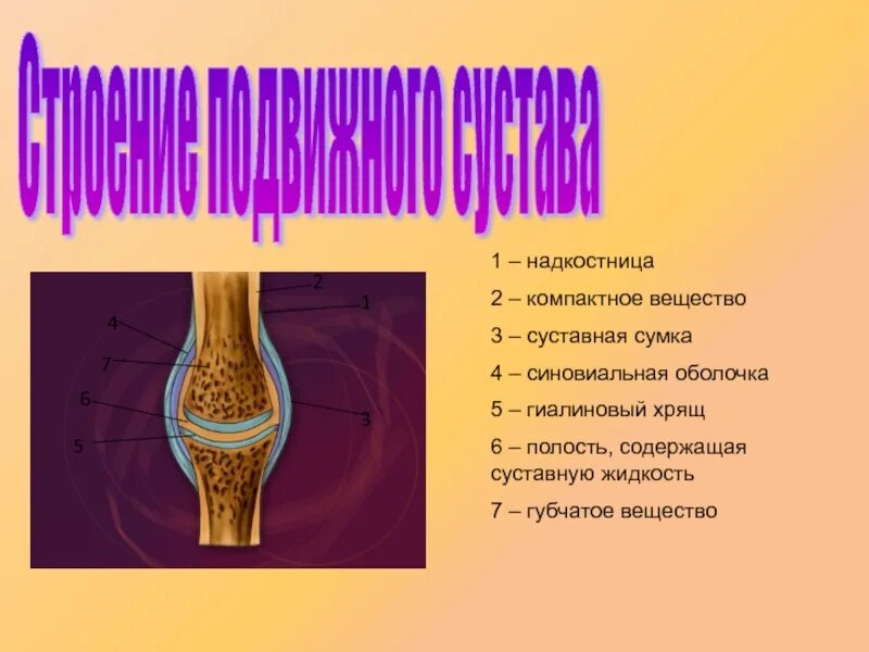 Особенность строения надкостницы какую функцию она выполняет