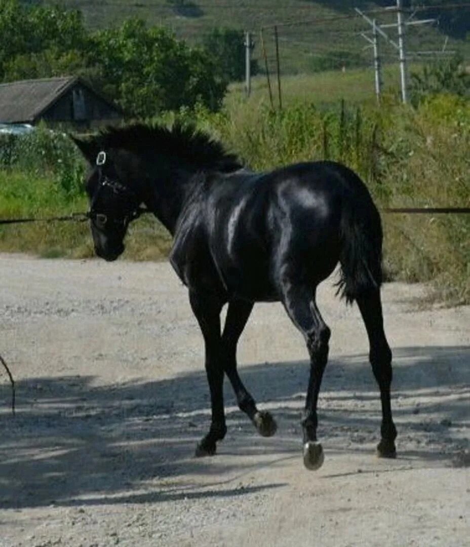 Карачаевская лошадь купить. Лошади вороные карачаевской породы. Порода лошади карачаевец. Вороной конь Кабардинской породы. Лошади вороные Кабардинская порода.