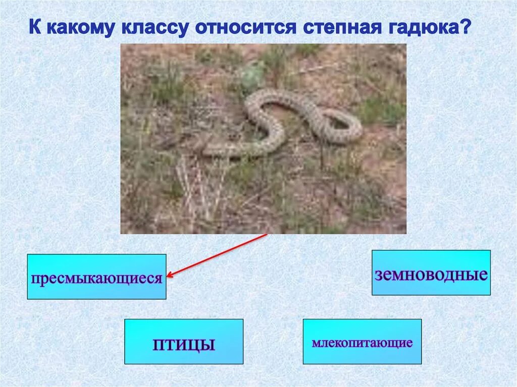 Группа к группе относится змея. Гадюка относится к классу. Гадюка к какой группе животных относится. К какому классу относится гадюка обыкновенная. Группа животных: пресмыкающиеся гадюка.