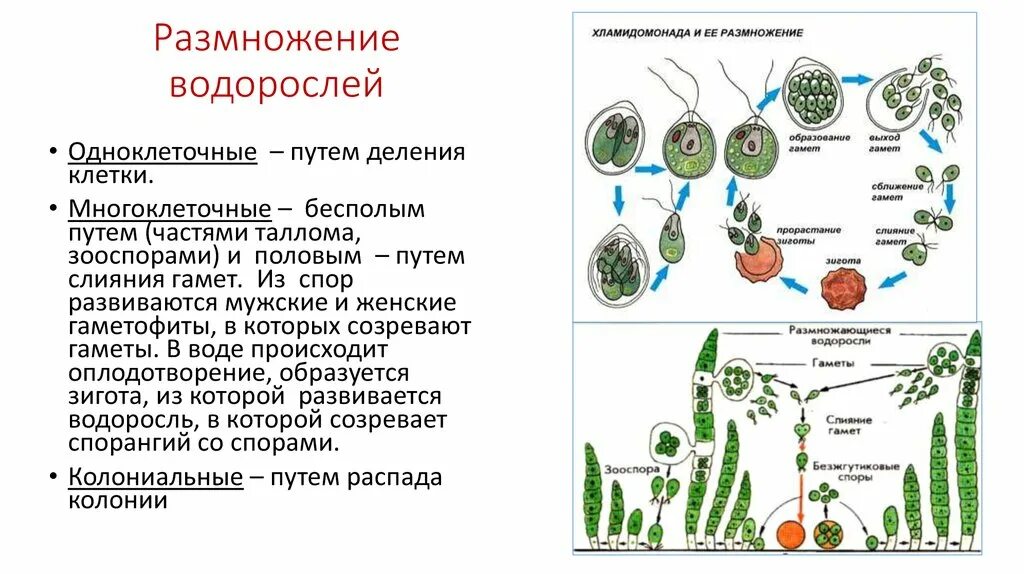 Размножение с помощью спор половое размножение. Жизненный цикл одноклеточных водорослей схема. Циклы размножения и развития зелёных водорослей. Цикл развития одноклеточных водорослей схема. Размножение водорослей схема.