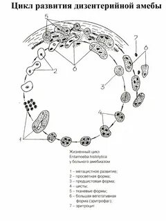 Стадии развития дизентерийной амебы
