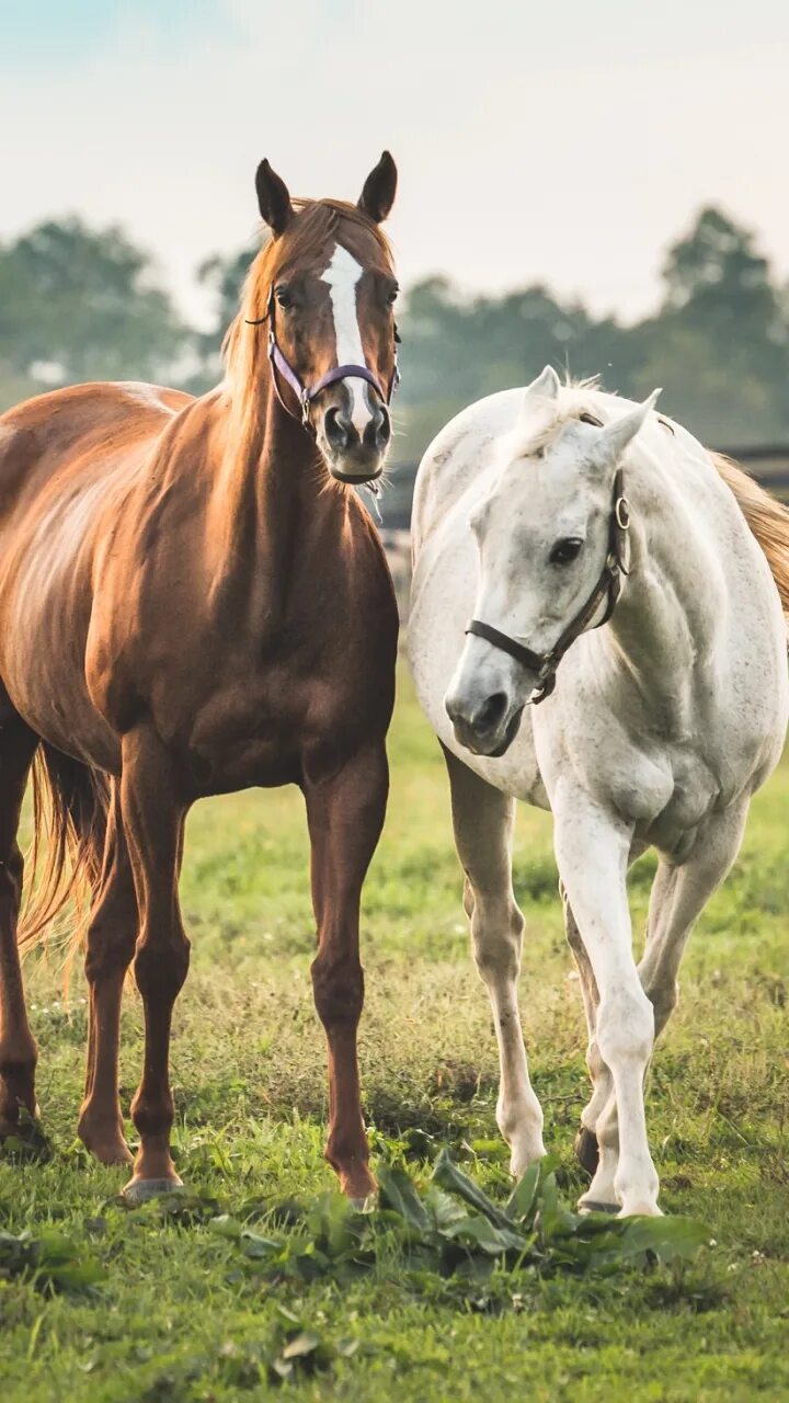 Two horse. Две лошади. Красивые лошади. Коричневая лошадь. Пара лошадей.