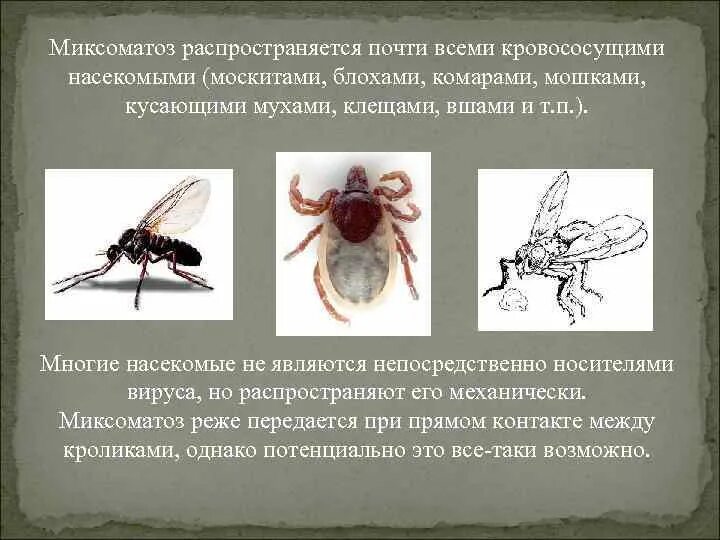 Инфекции передающиеся через укусы кровососущих насекомых. Кровососущие насекомые Муха. Кровососущие комары кровососущие комары. Кровососущие насекомые описание. Общая характеристика кровососущих насекомых.