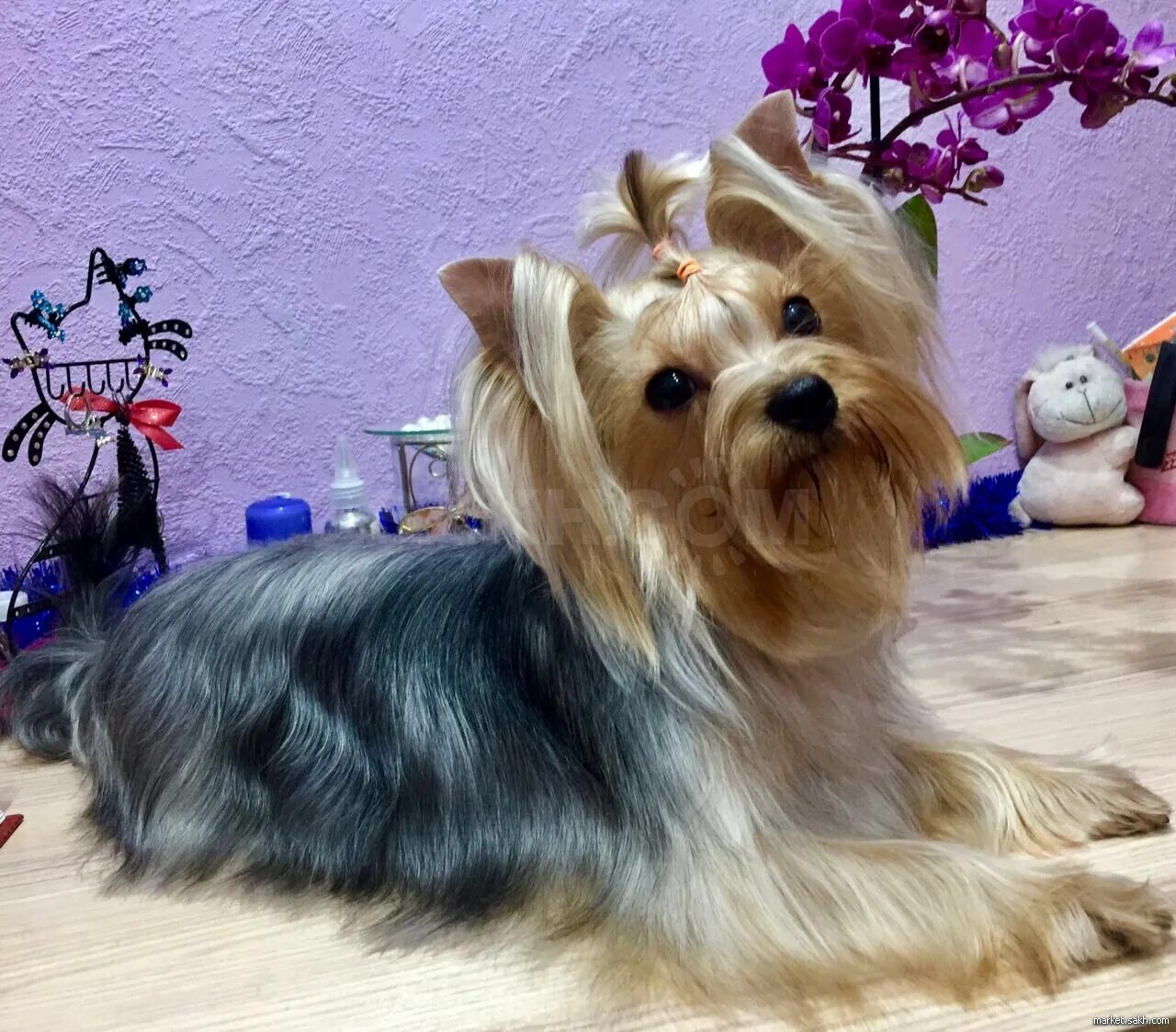 Йорк стандарт. Щенки йоркширского терьера стандарт. Йорк стандарт. Йоркширскийерьер стандарт. Йорк стандарт девочка.