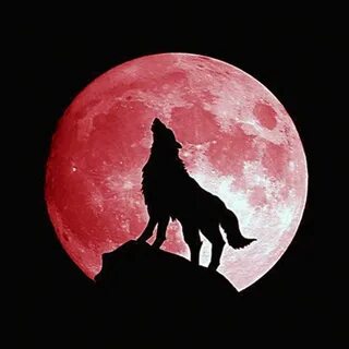 Wolf slayer