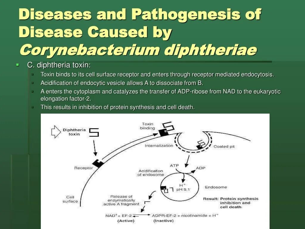 Патогенез дифтерии. Дифтерия этиология патогенез. Патогенез дифтерии схема. Патогенез осложнений дифтерии.
