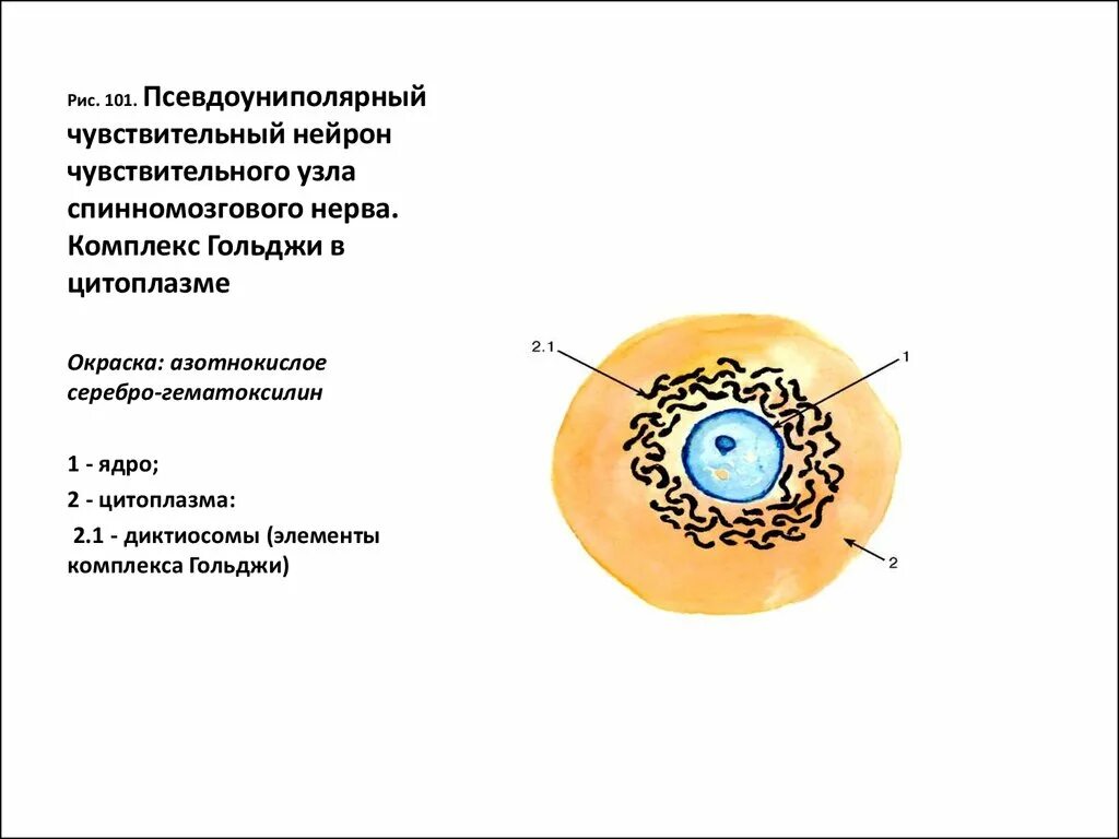 Клетки спинномозгового узла. Комплекс Гольджи в нейронах спинального ганглия. Комплекс Гольджи в нервных клетках спинального ганглия. Комплекс Гольджи в нейронах спинального ганглия гистология. Комплекс Гольджи в нейронах спинального ганглия кошки.