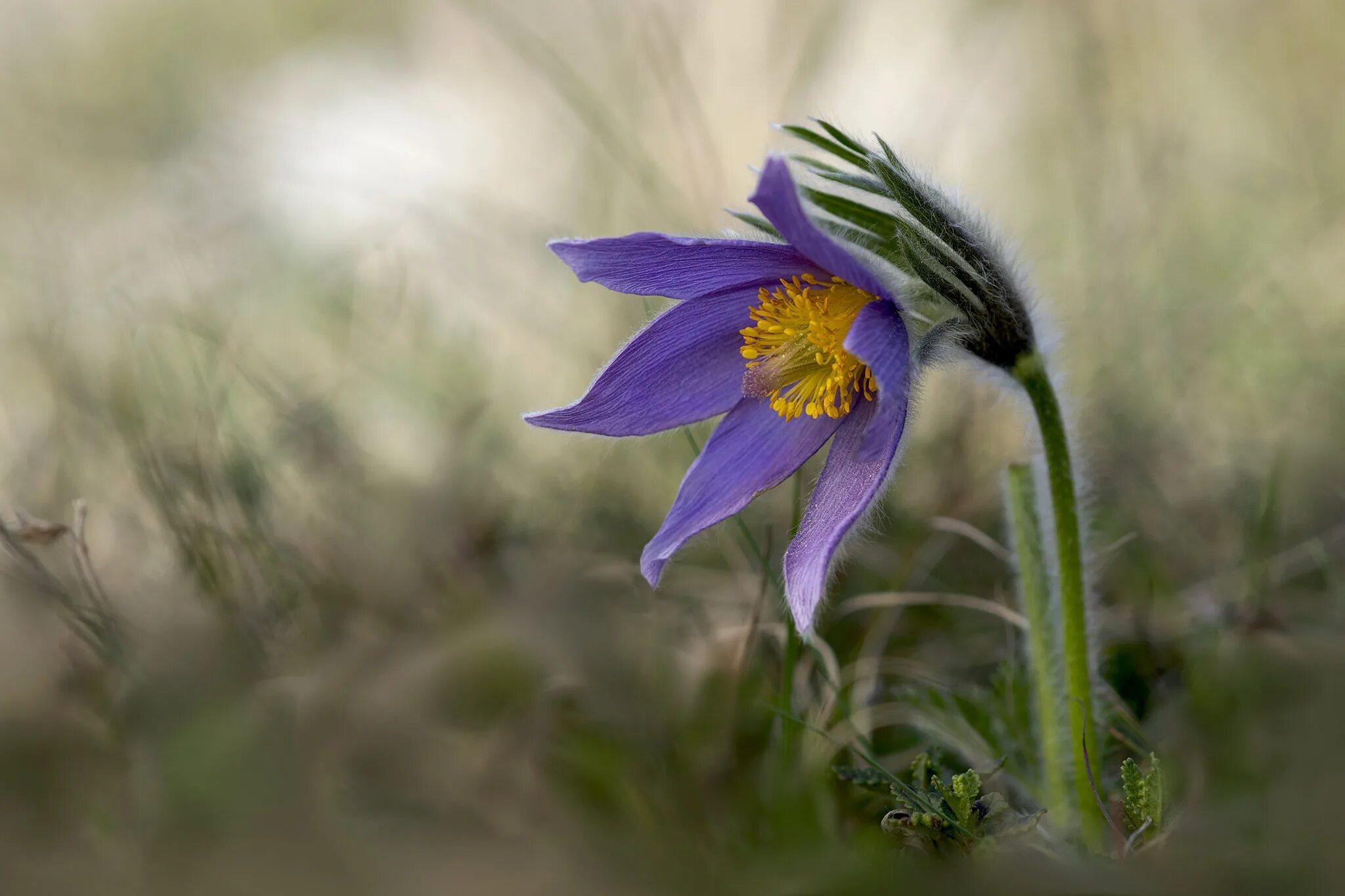 Цветок на земле жанр. Прострел - сон трава. Прострел Луговой Pulsatilla pratensis. Прострел Луговой (сон-трава).. Прострел Сибирский.