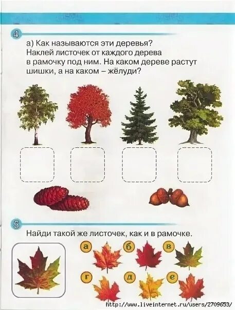 Задания для детей 5 лет тема деревья. Деревья задания для дошкольников. деревья занятия для дошкольников. осень деревья задания для дошкольников. деревья задания для дете й.