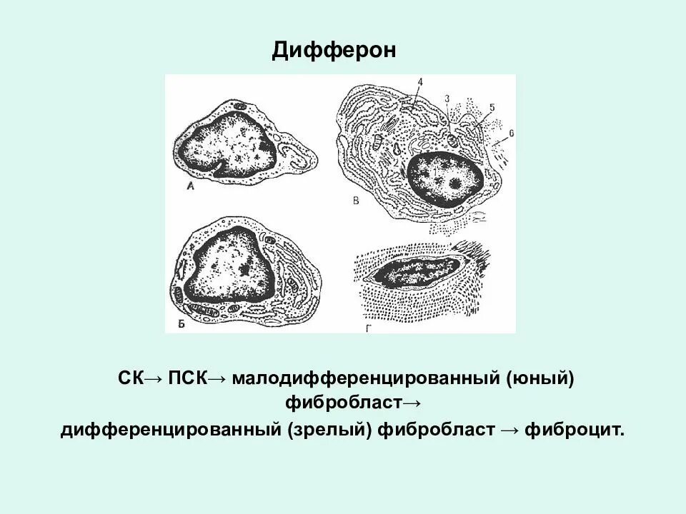 Дифферон это. Дифферон фибробластов. фиброциты фибробласты фиброкласты. фиброциты гистология. дифферон фибробластов схема.