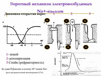 Канал динамика