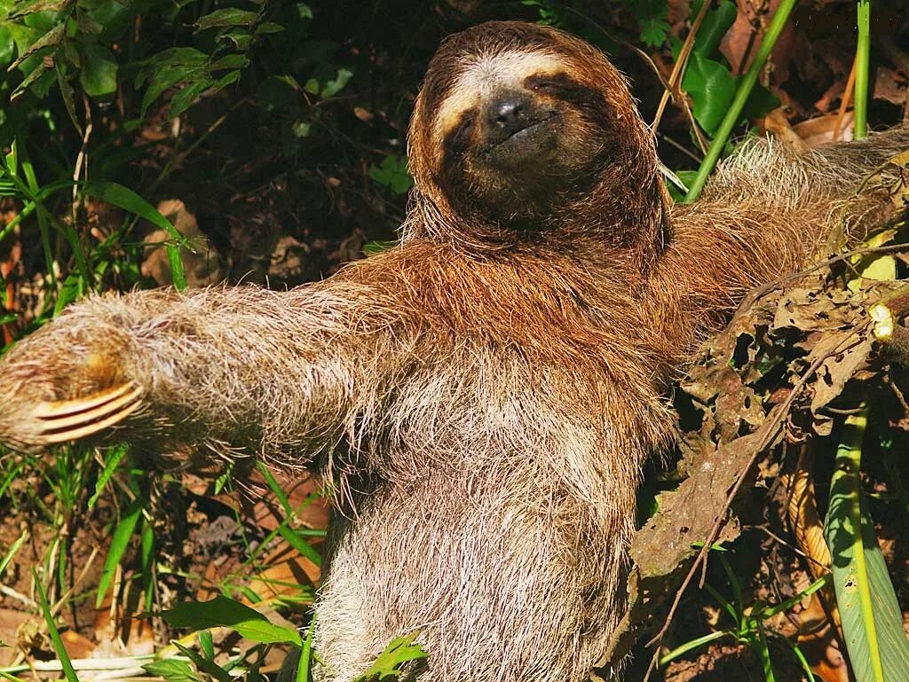 Почему ленивец. Ленивец sloth. ленивец гоффмана. ошейниковый ленивец. трехпалый ленивец.