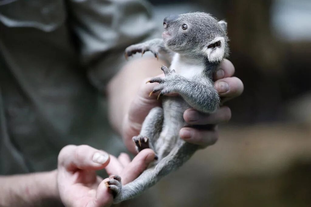 Коала рука. Новорожденный коала. Детеныш коалы новорожденный. Коала с детенышем. Детеныши коалы Новорожденные.