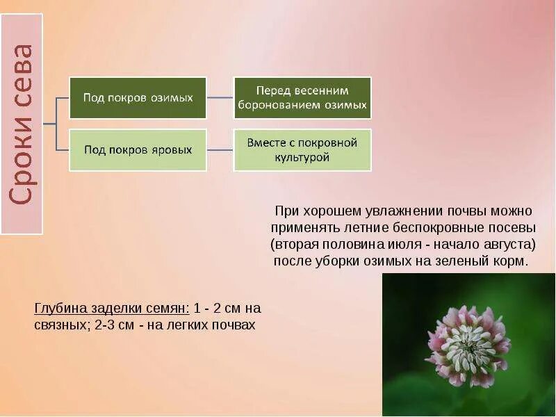 Черты различия клевера лугового и ползучего. Технология возделывания клевера. Районы возделывания клевера. Апробация клевера Лугового. Технология возделывания клевера Лугового на зелёный корм.