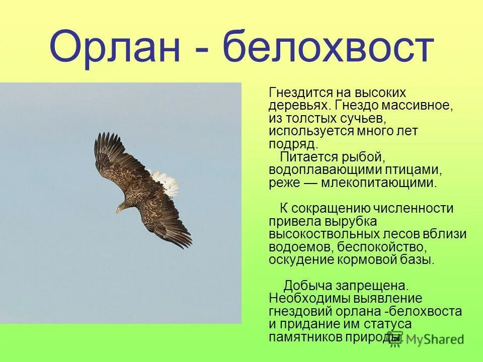 Белоголовый орлан ареал обитания. Орлан белохвост занесен в красная книга. Орлан белохвост занесен в красная книга. Орлан-белохвост красная книга для детей краткое описание. Орлан-белохвост.