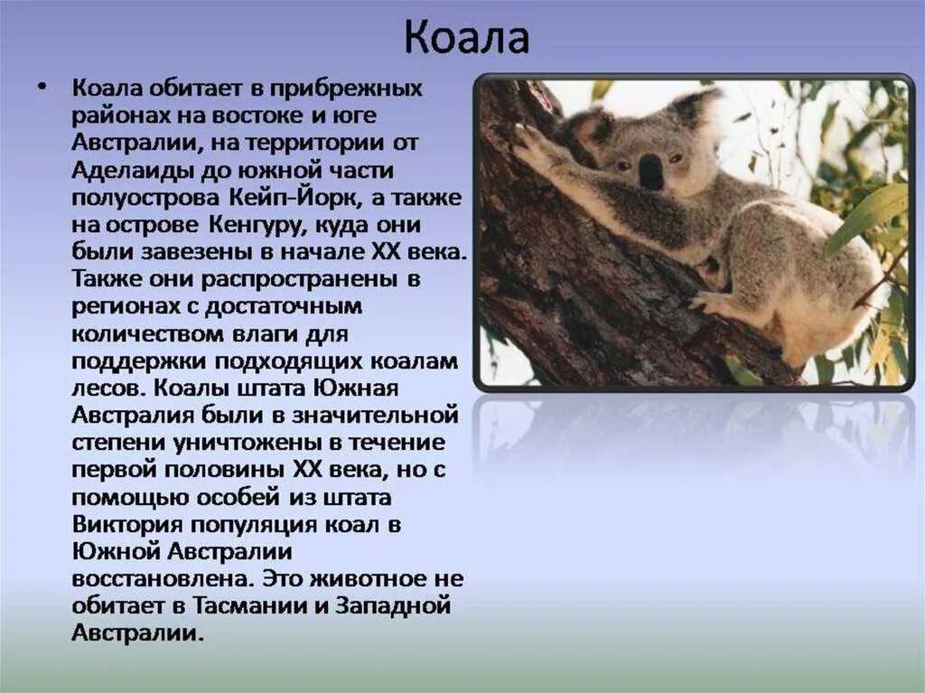 Тип развития коалы. Коала обитает в Австралии. Коала Австралии описание. Сообщение о коале. Сообщение о животном Австралии коала.