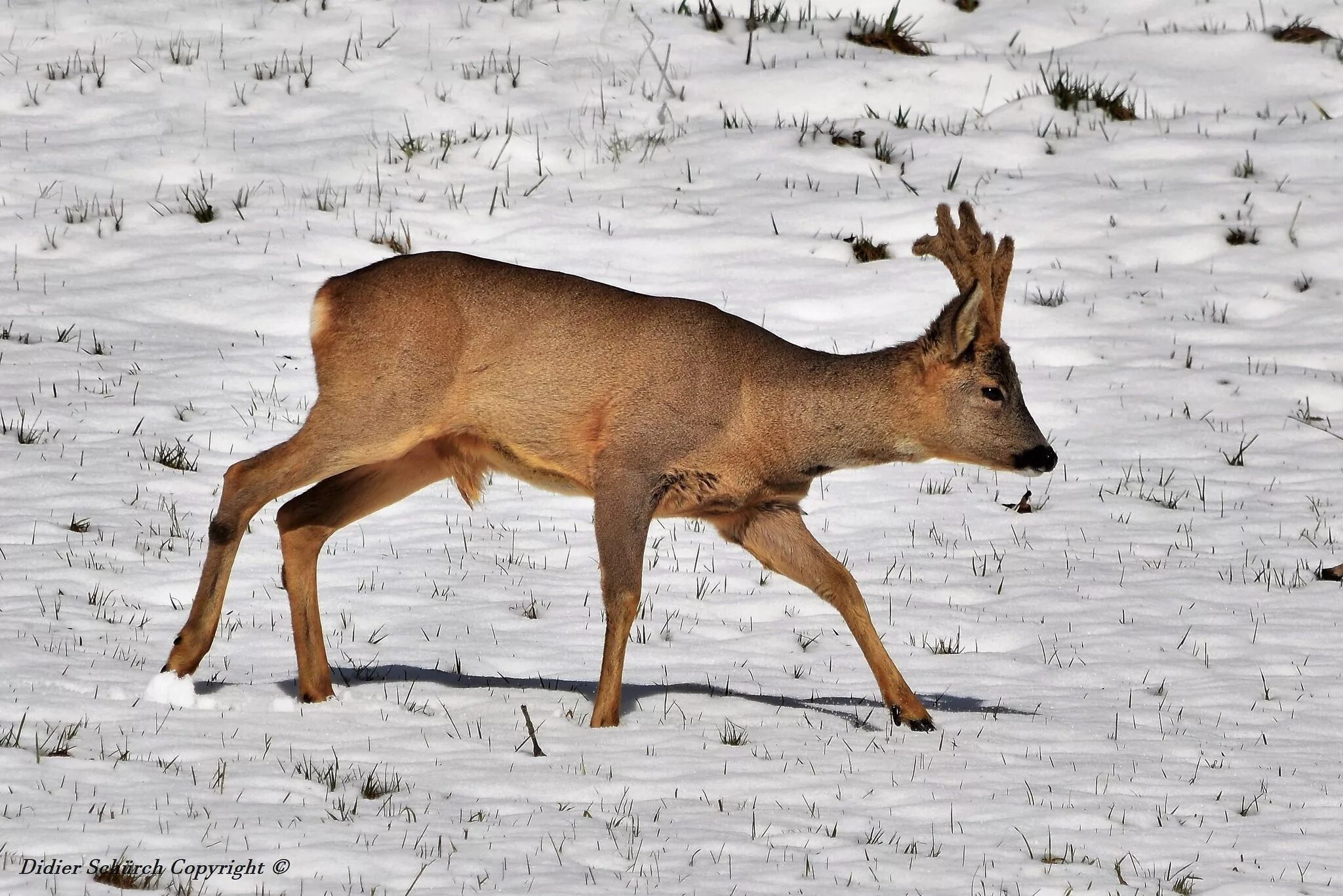 Косуля сибирская (capreolus pygargus pall. В каких природных зонах встречается косуля. Косуля горный алтай. Косуля картинки. Косуля сибирская самка.