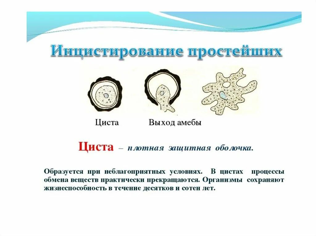 Тип размножения амебы. Размножение циста. цисты простейших. образование цисты у амебы. циста это в биологии простейшие.