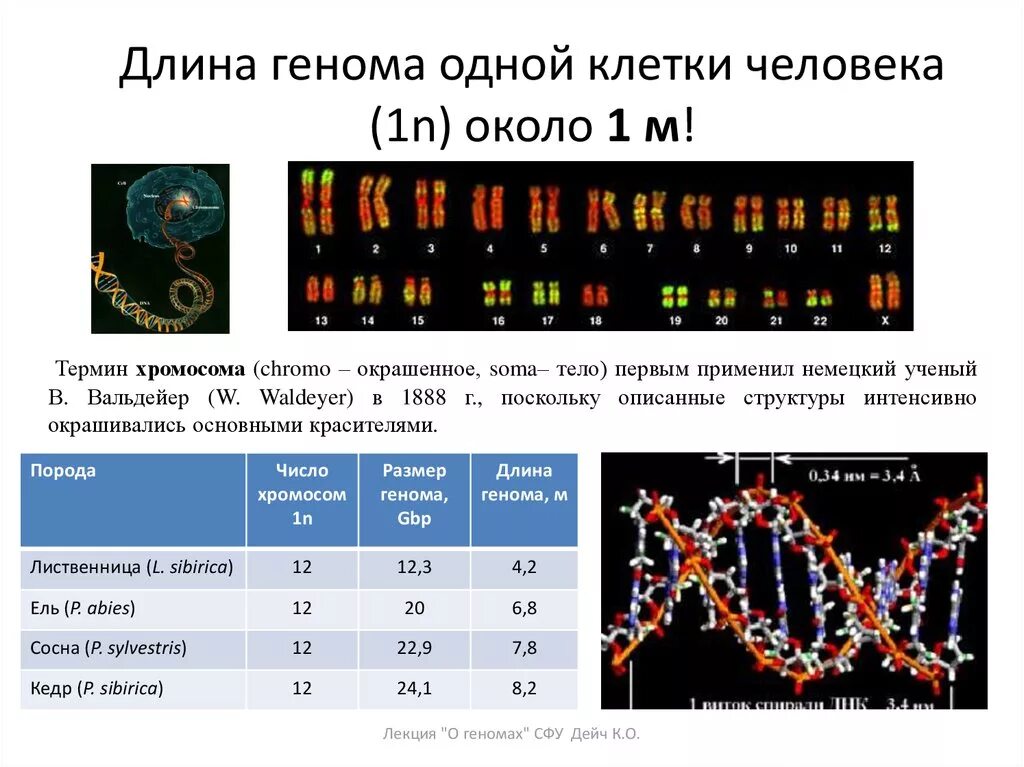 Сколько генов у мужчин