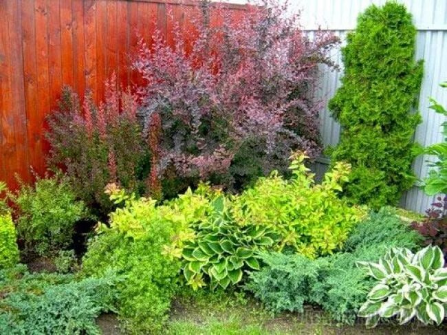 35 Best Drought-Tolerant Shrubs for Warmer Zones Drought tolerant shrubs, Backya