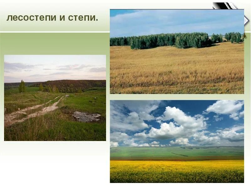 Степи и лесостепи 8 класс полярная звезда. Лесостепи восточно европейской равнины. лесостепи в восточно-европейской. лесостепи евразии. лесостепи и степи климат.