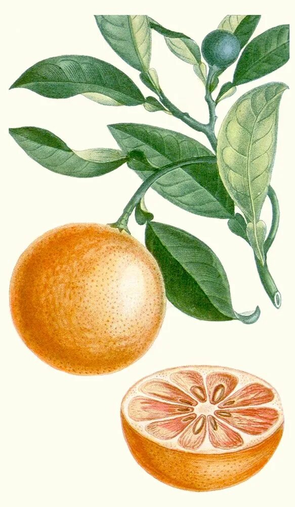 Помело рисунок. Ботанические иллюстрации Мишель Этьен Citrus. Citrus Paradisi Ботаническая иллюстрация. Апельсин Ботаническая иллюстрация. Померанец Ботаническая иллюстрация.