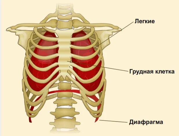 Строение грудной клетки человека анатомия. Строение грудной клетки сзади. Строение грудного отдела скелета человека. Грудная клетка спереди анатомия строение. Скелет грудной клетки спереди.