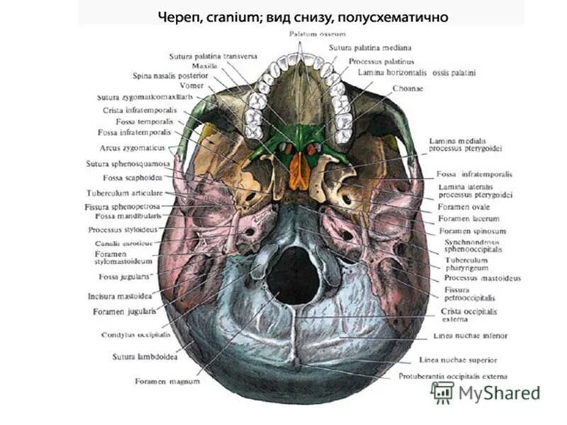 Мозговой отдел головы топографическая анатомия. Мозговой отдел головы топографическая анатомия. Топография внутреннего основания черепа. Кости мозгового черепа анатомия. Черепные ямки внутреннего основания черепа.