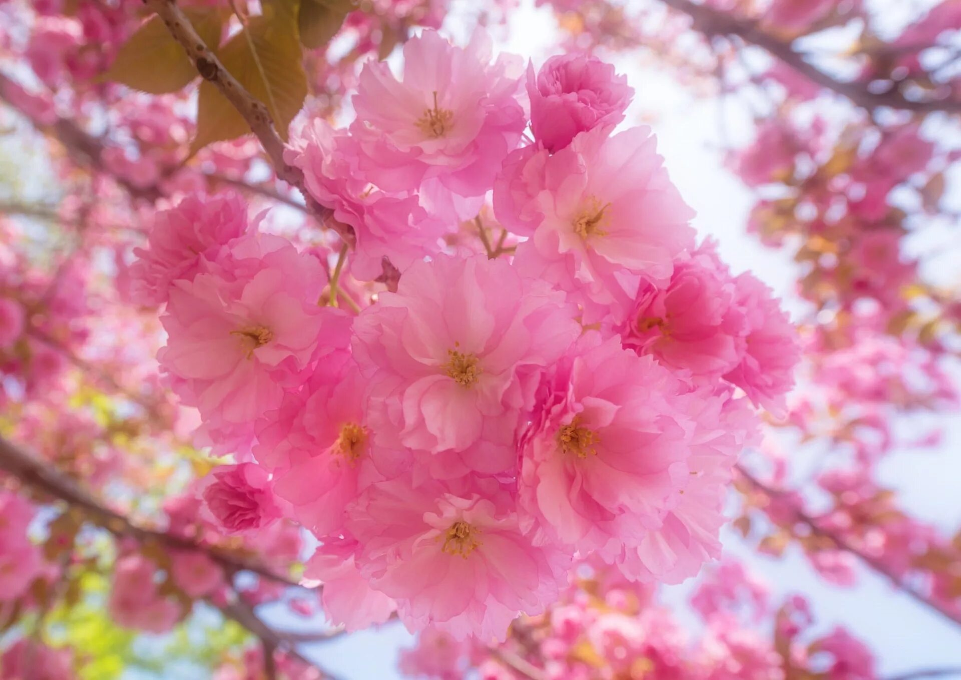 Сакура Ошидори. Сакура японская вишня. Сакура морозостойкая саженцы. Розовая Сакура.