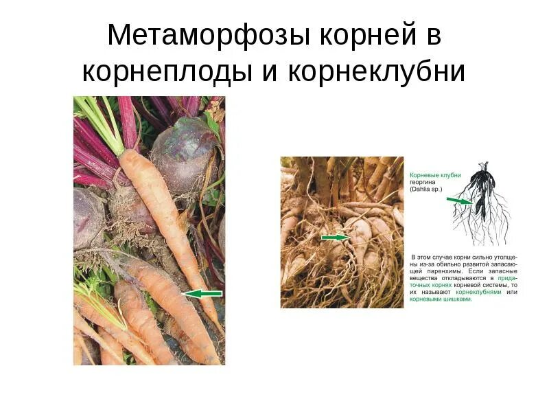 Корнеплод это корень. Образование корнеплодов. Корнеплод это корень. Корнеплод это корень. Корнеплод это видоизмененный.