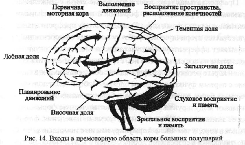 Премоторыне зоны головного мозга.