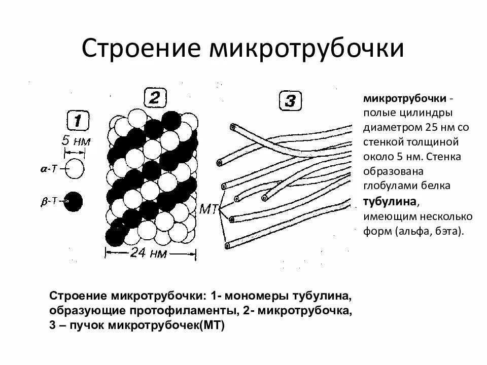 Какая структура образована микротрубочками