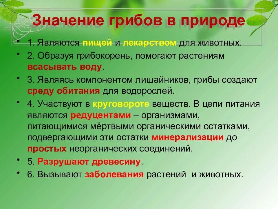 Таблица по биологии 5 класс значение грибов в природе и жизни человека. Значение грибов в природе. Значениегриюов в природе. Грибы значение в природе.