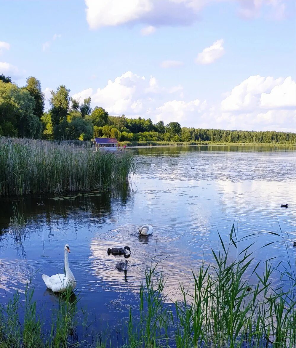 Отличие пруда от озера. Изборск лебеди. Гладь пруда. Разница между прудом и озером. Изборск озеро.