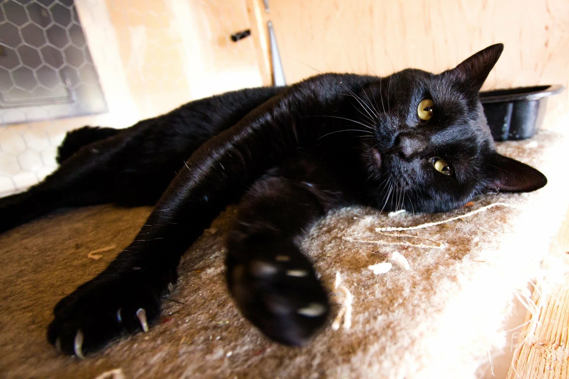 Бомбейская черная кошка. Порода кошек Бомбейская кошка. Черный кот порода Бомбей. Чёрная кошка порода Бомбейская. Черная кошка содержание