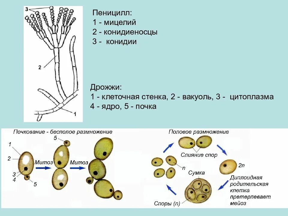 Клеточная стенка зигомицетов. Клетка гриба мукора под микроскопом. Строение плесневого гриба пенициллина. Клеточная стенка мицелия. Опробковение клеточной стенки.