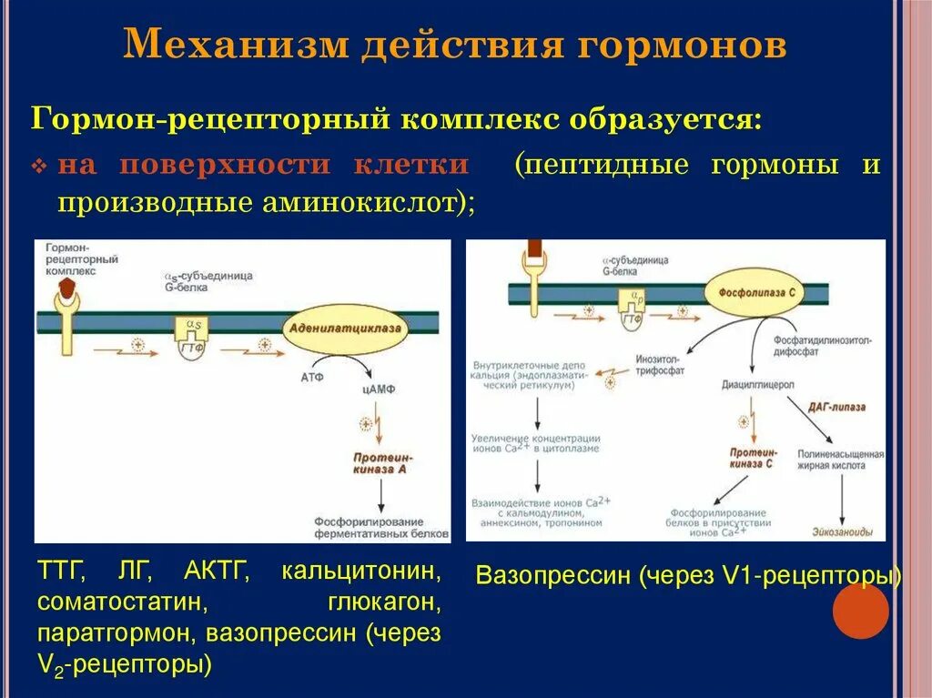 Гормонов в первую очередь. Мембранный Тип действия гормонов схема. Механизм действия гормонов биохимия схема. Схема действия белково-пептидных гормонов. Мембранный механизм гормонов.