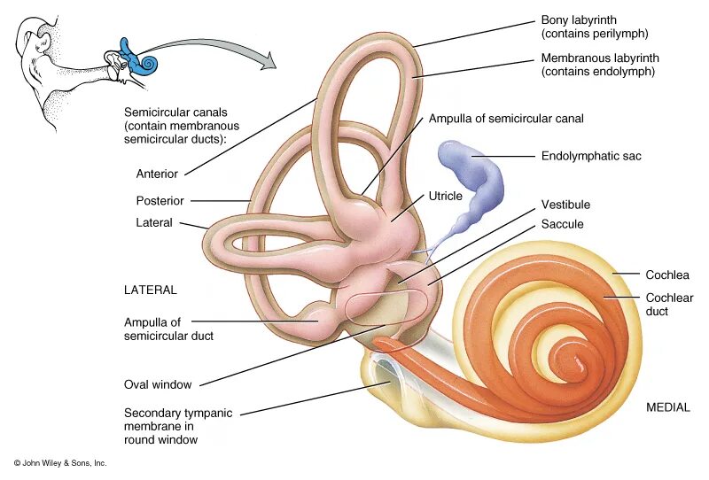 Ухо анатомия. Слуховой нерв и вестибулярный нерв. Слуховой и вестибулярный нервы. Полукружные каналы анатомия. Строение вестибулярного нерва