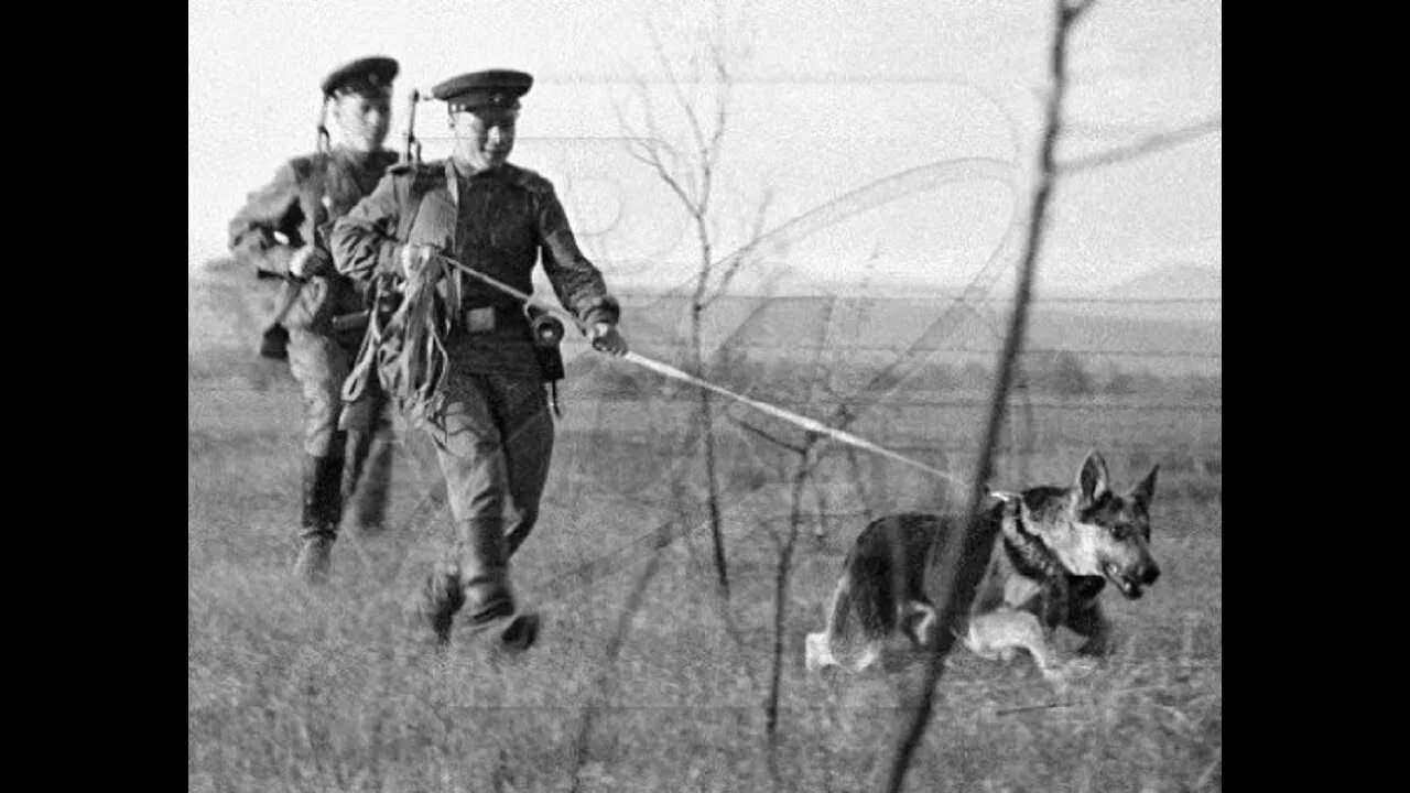 Розыскная собака идет по следу чью траекторию. Пограничники великой отечественной войны. пограничники в великую отечественную. пограничники с собаками вов. советские пограничники на дозоре.