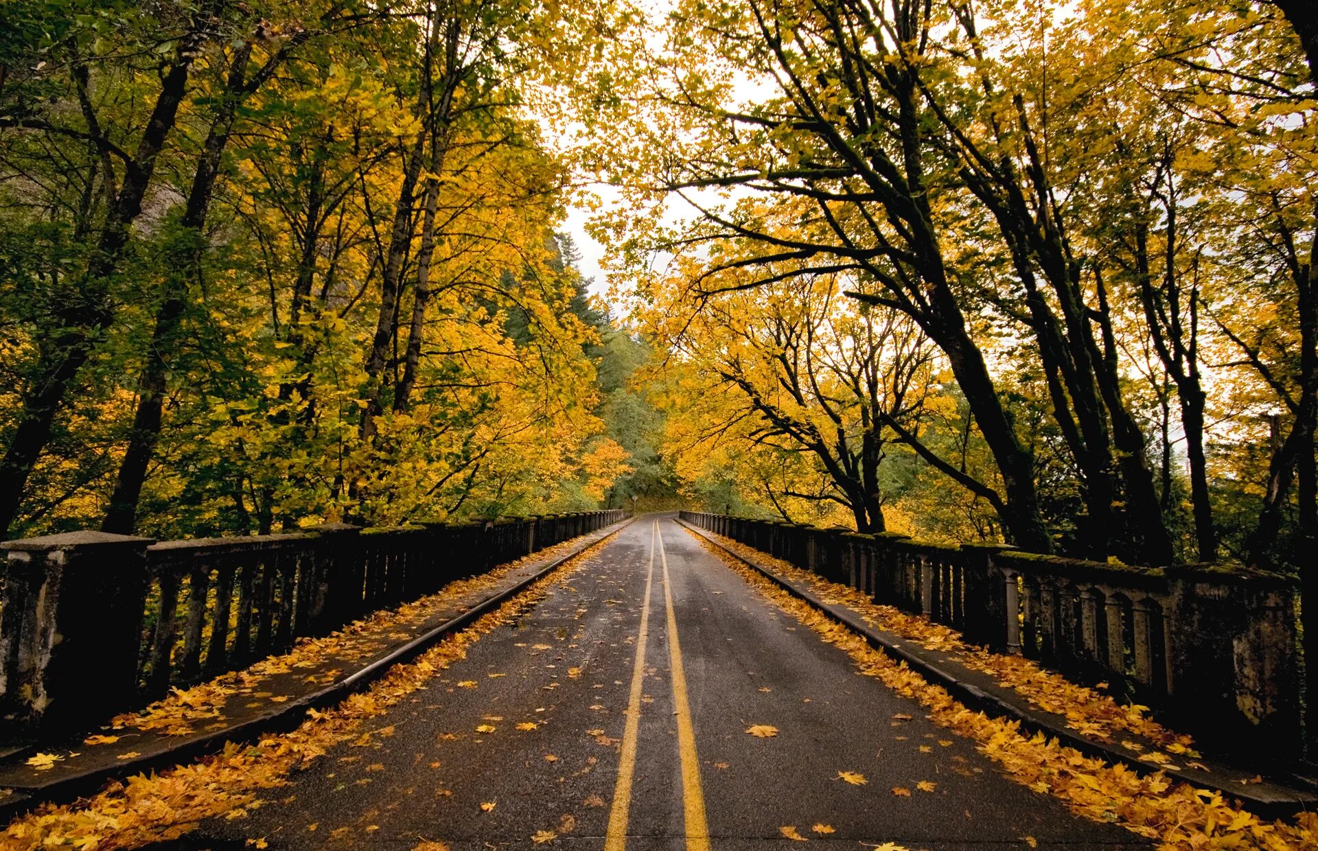 Осенняя дорога. Дорога в осень. Красивые дороги. Пейзаж с дорогой.
