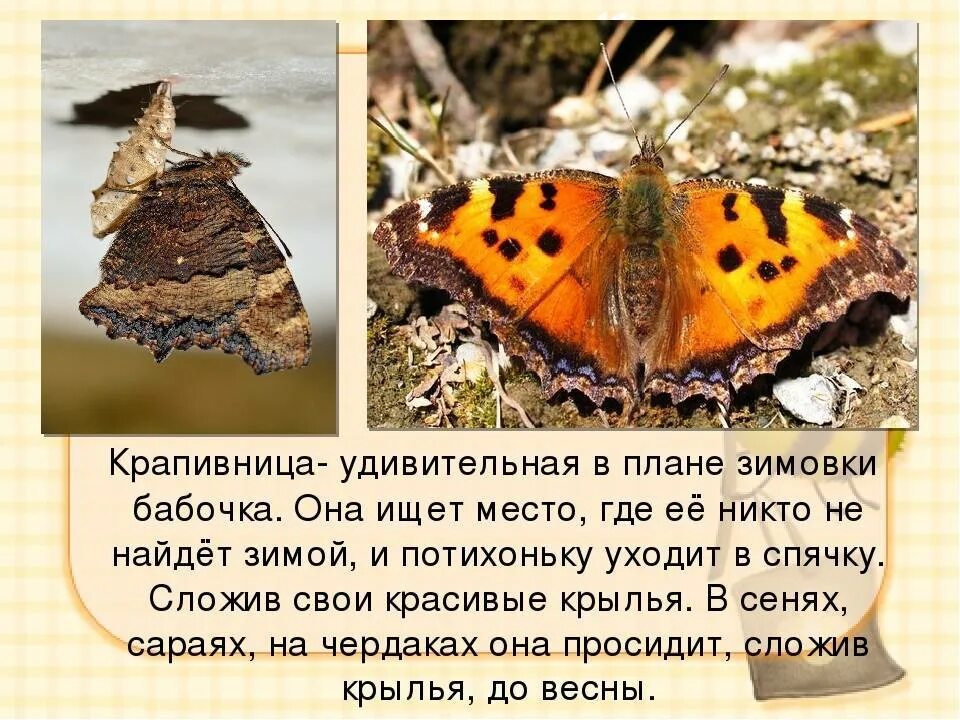 Крапивница Aglais urticae. Бабочка крапивница зимовка. Куколка бабочки крапивницы. Бабочка крапивница в спячке. Крапивница чем питается