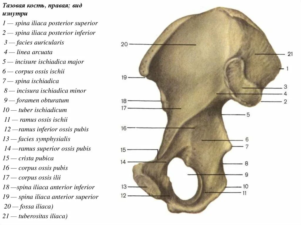 Подвздошная кость нижней конечности. Кости таза анатомия подвздошная кость. Тазовая кость правая вид изнутри. Подвздошная кость таза анатомия человека. Тазовая кость анатомия человека.