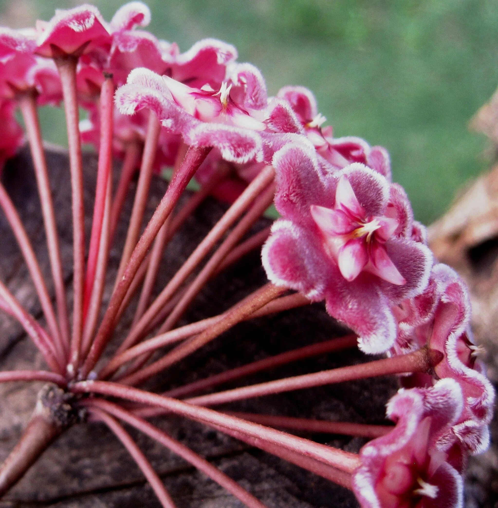 Розовые цветы зонтичное соцветие. Растение с розовыми зонтиками. Красный зонтик цветок. Цветы в зонтике.